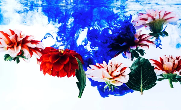 Левитация красивых цветов под водой . — стоковое фото