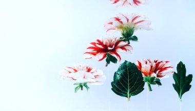 Su altında güzel çiçekler levitating.