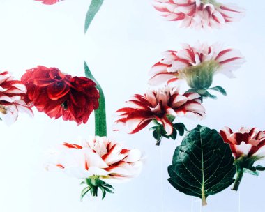 Çiçekler parlak zemin üzerine su altında.