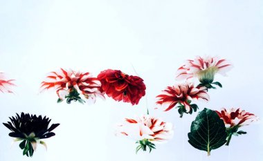 Çiçekler parlak zemin üzerine su altında.