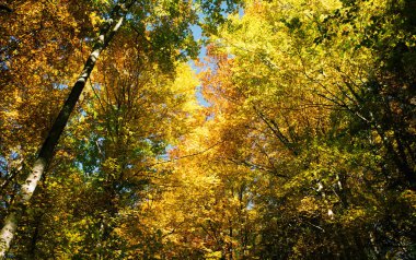 orman manzarası Güz.