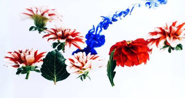 Su altında güzel çiçekler levitating.