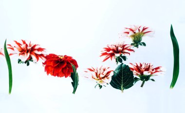 Su altında güzel çiçekler levitating.