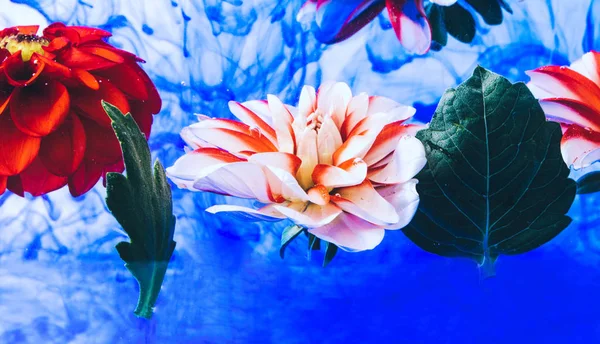 Lewitujący piękne kwiaty pod wodą. — Zdjęcie stockowe