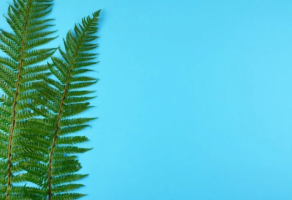 Зеленые листья папоротника на синем фоне . — стоковое фото