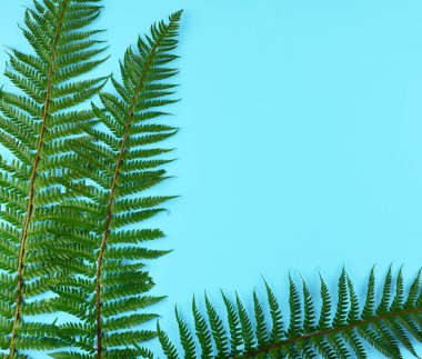 Mavi zemin üzerine yeşil eğreltiotu yaprakları.