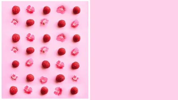 Framboesas maduras recém-colhidas em fundo rosa . — Fotografia de Stock