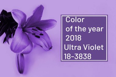 Pembe bir arka plan üzerinde güzel pembe lily.