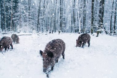 Wild boars in the winter forest. clipart