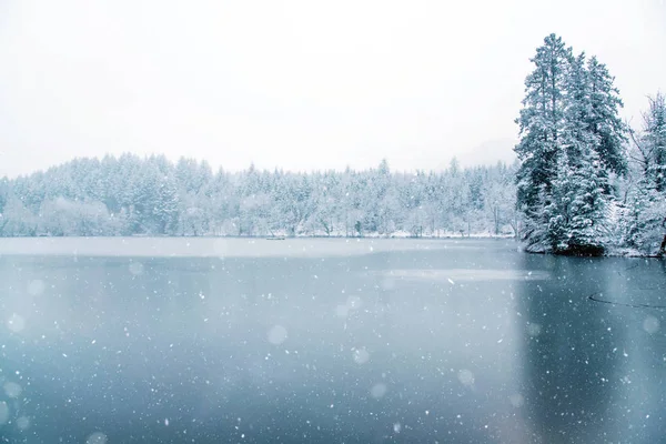 Bevroren meer in het besneeuwde forest. — Stockfoto