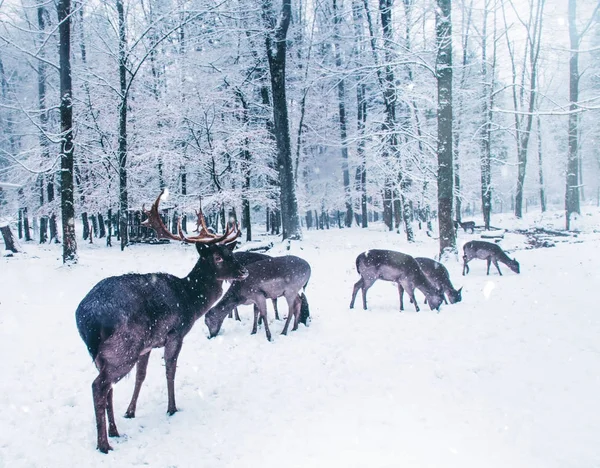 Winter wild landschap met jonge herten. — Stockfoto