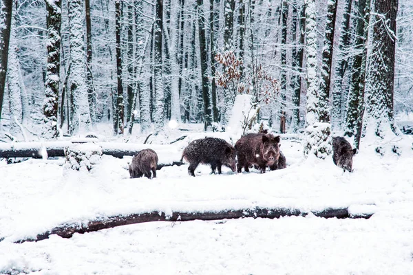 Vildsvin i skogen vinter. — Stockfoto