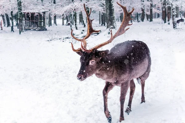 若い鹿の冬の野生動物風景. — ストック写真