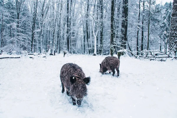Vildsvin i skogen vinter. — Stockfoto
