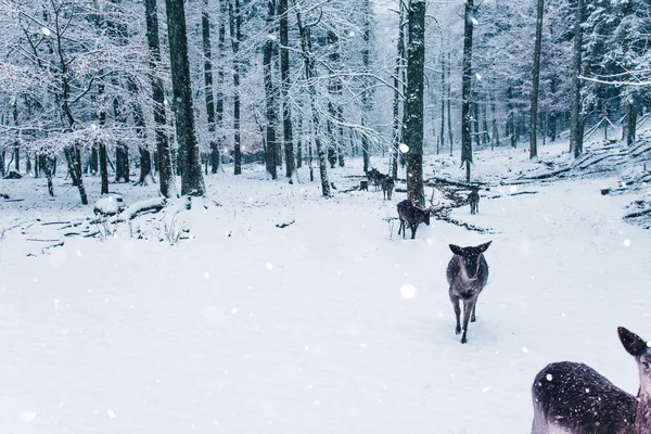 젊은 사슴으로 겨울 야생 동물 풍경. — 스톡 사진
