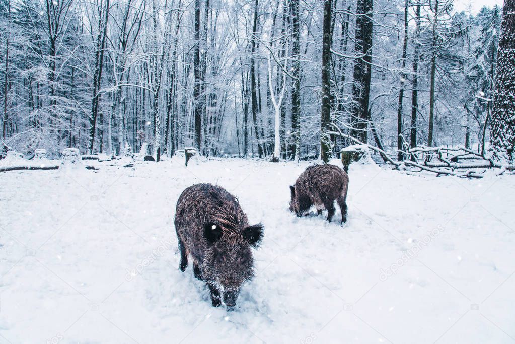 Wild boar in the winter forest.