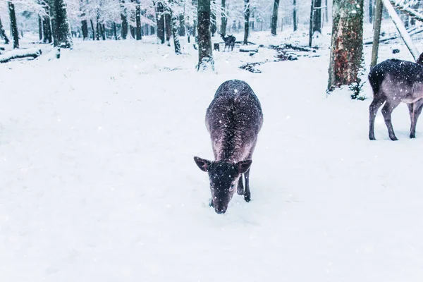 젊은 사슴으로 겨울 야생 동물 풍경. — 스톡 사진