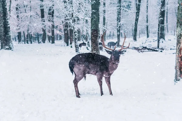 Winter wild landschap met jonge herten. — Stockfoto