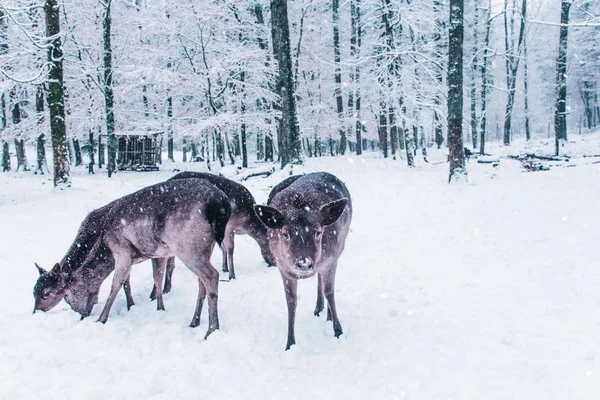Зимний пейзаж дикой природы с молодыми оленями . — стоковое фото