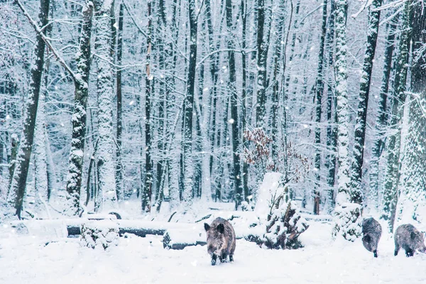 Wilde zwijnen in het winter forest. — Stockfoto