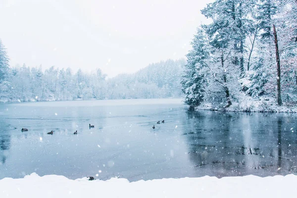 Paesaggio invernale di anatre e mezzo lago ghiacciato . — Foto Stock