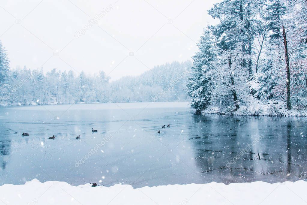 Winter landscape of ducks and a half frozen lake.