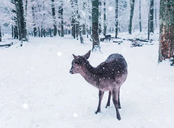 Paisagem de vida selvagem de inverno com veados jovens . — Fotografia de Stock