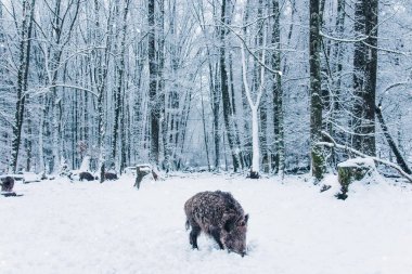 yaban domuzu kış orman.