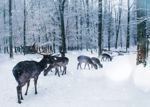 Winter wild landschap met jonge herten. — Stockfoto