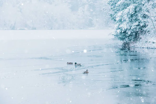 Winterlandschap van eenden en een half bevroren meer. — Stockfoto