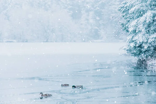 Χειμερινό τοπίο πάπιες και ένα μισό κατεψυγμένα λίμνη. — Φωτογραφία Αρχείου