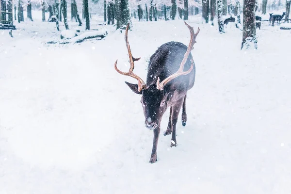 Winter wild landschap met jonge herten. — Stockfoto