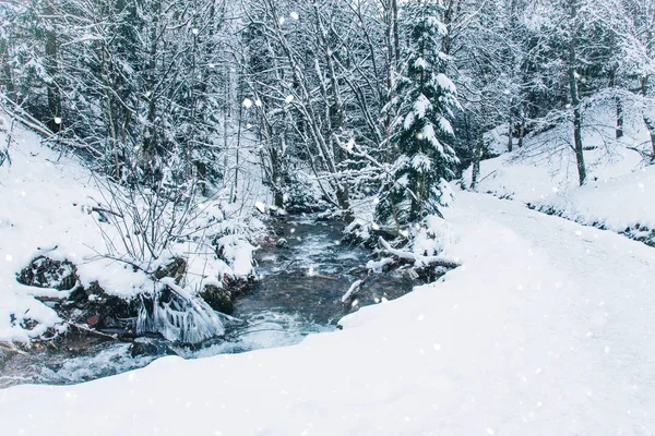 숲에서 겨울 풍경. — 스톡 사진