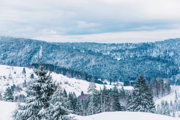 Krásná zimní krajina v lese. — Stock fotografie