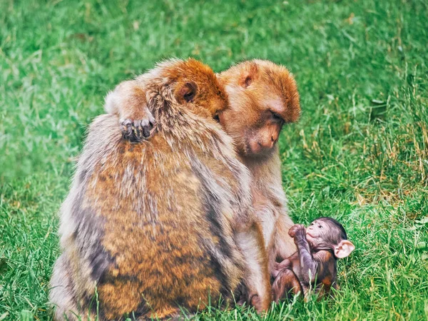 Familia de macacos berberiscos en el parque natural . — Foto de Stock