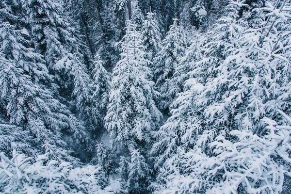 Vue aérienne de la forêt de pins enneigés en Suisse . — Photo