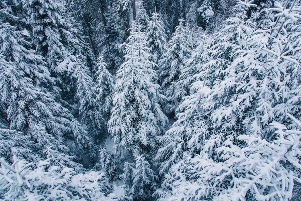 Veduta aerea della pineta innevata in Svizzera . — Foto Stock