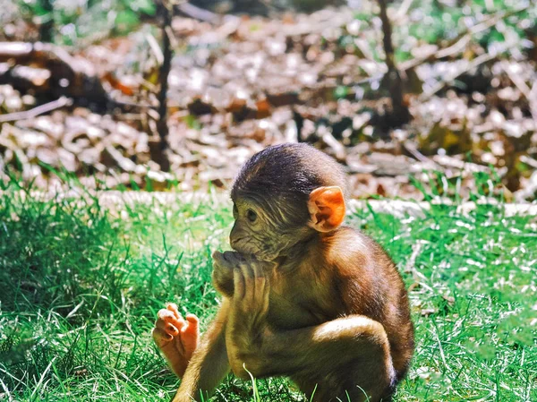 Baby Berberaap in het natuurpark van bos. — Stockfoto