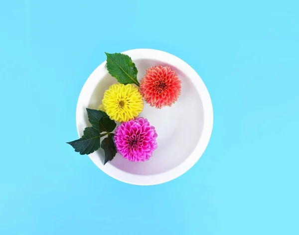 Belles fleurs dahlia dans un bol blanc avec de l'eau sur fond turquoise . — Photo