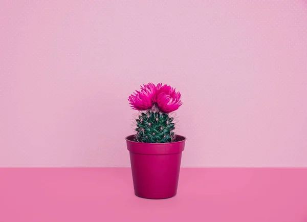 Pequeño cactus en maceta sobre un fondo de moda . —  Fotos de Stock