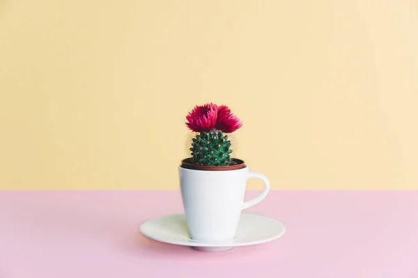 Petit cactus dans un pot de fleurs sur un fond branché . — Photo