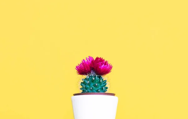 Small cactus in a flowerpot on a trendy background. — Stock Photo, Image