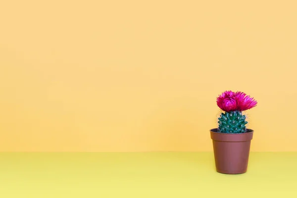 Маленький кактус у вазоні на модному фоні . — стокове фото