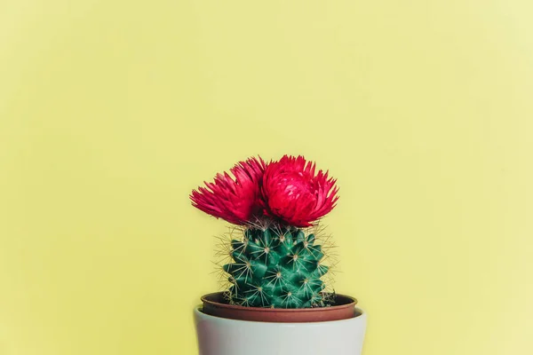Small cactus in a flowerpot on a trendy background. — Stock Photo, Image