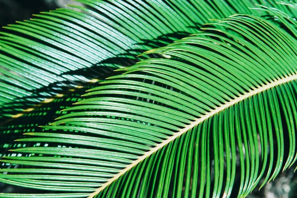 Kreativa Tropiskt Gröna Blad Layout Naturen Sommer Koncept — Stockfoto