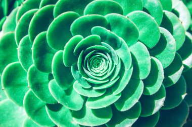 Soyut bir echeveria Santrali kapat.