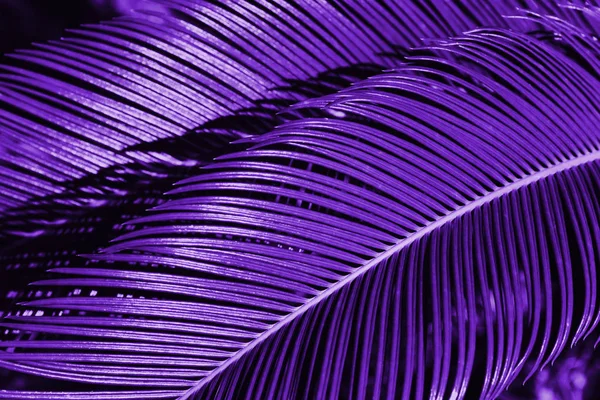 Kreativa Ultraviolett Tropiska Lämnar Layout Naturen Sommer Koncept Färgen Året — Stockfoto