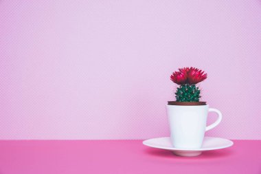 Bir saksı modaya uygun bir arka plan üzerinde küçük kaktüs.