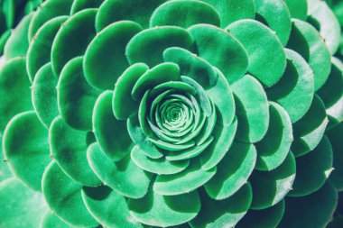 Soyut bir echeveria Santrali kapat.