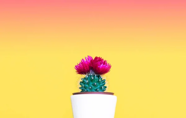 Small cactus in a flowerpot on a trendy background. — Stock Photo, Image